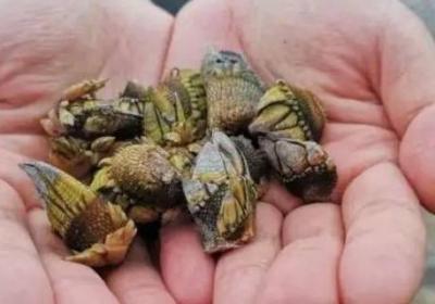 鵝頸藤壺和佛手螺一樣嗎