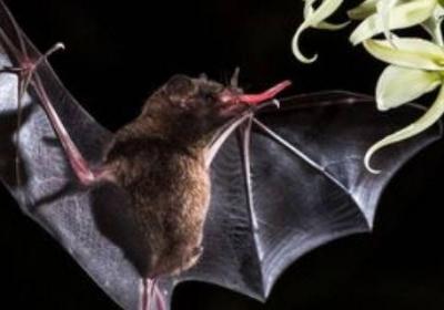 蝙蝠是不是鳥類動物
