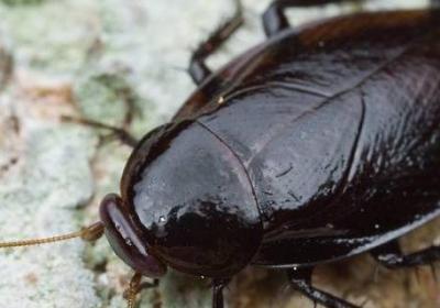 樟腦丸能驅(qū)趕蟑螂嗎