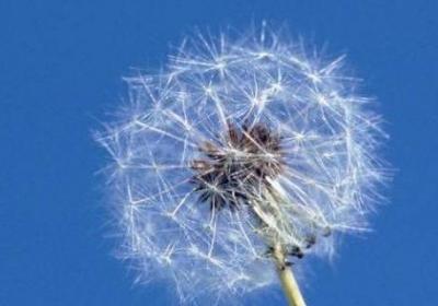 蒲公英能生吃嗎