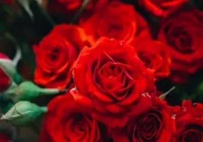 54朵玫瑰代表什么意思