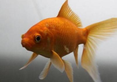 魚是哺乳動物還是卵生動物