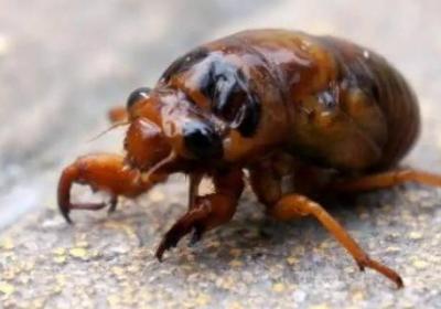 蟬的幼蟲在挖地洞的時(shí)候挖出的土方去了哪里