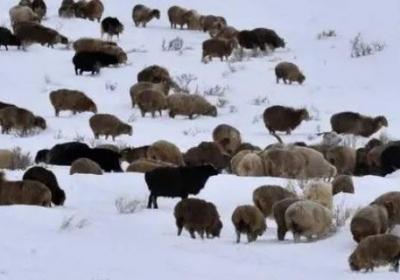 氣象災害大約占自然災害的比例是