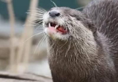 水獺壽命一般多少年