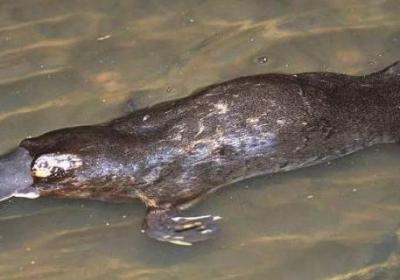 鴨嘴獸身上哺乳動物的基本特征有什么