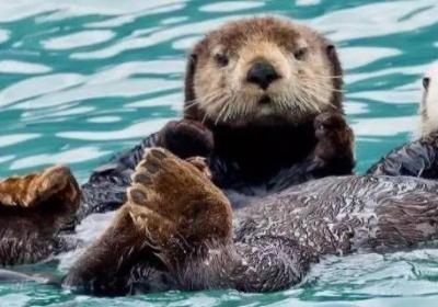 海獺能養嗎