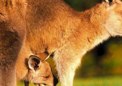 袋鼠爸爸有口袋還是媽媽有口袋