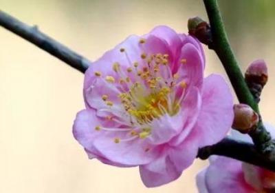 梅花的別稱雅稱有哪些