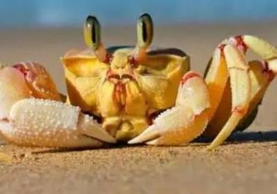 母螃蟹肚子里黑色的膏狀物是什么