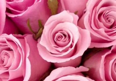 三朵粉色玫瑰代表什么意思