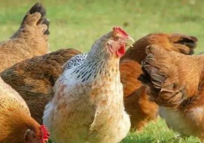 人和畜禽的關系