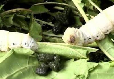 蠶寶寶會咬人嗎