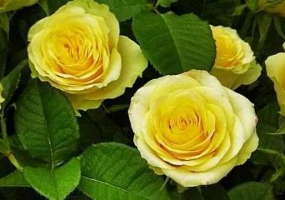 黃玫瑰的含義是什么意思