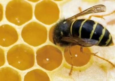 工蜂為什么殺死蜂王