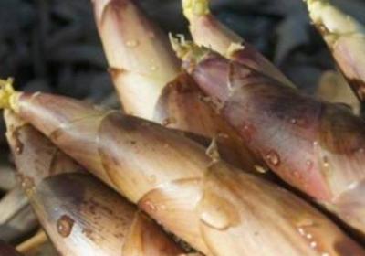 鮮雷筍怎么保存長久