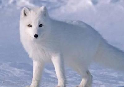 白狐屬于國家幾級保護動物