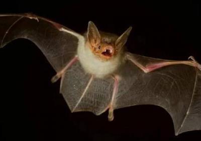 蝙蝠的嘴相當于雷達的什么耳朵相當于雷達的什么