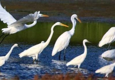 鷺鷥是什么季節飛來的候鳥