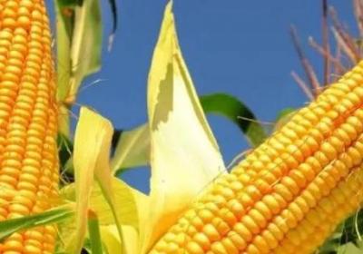 玉米代表什么象征意義