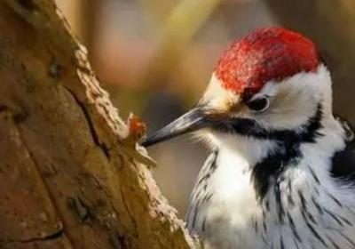 樹和啄木鳥有什么關(guān)系