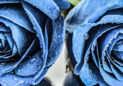11朵藍色玫瑰的花語是什么