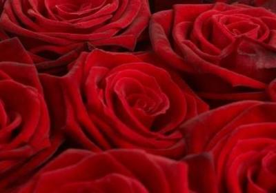 玫瑰花束多少朵的意義