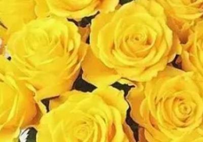七朵黃玫瑰代表什么意思