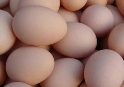 珍珠雞蛋和普通雞蛋的區(qū)別