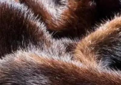 下雪天可以穿貂皮嗎