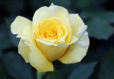 黃色玫瑰代表什么