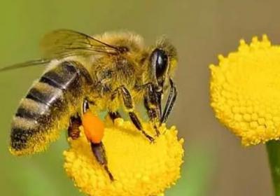 蜜蜂是什么動物