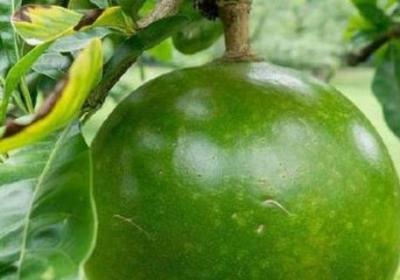 西瓜樹結的西瓜能吃嗎