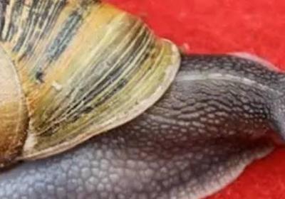 蝸牛口中有很多顆牙齒是對還是錯