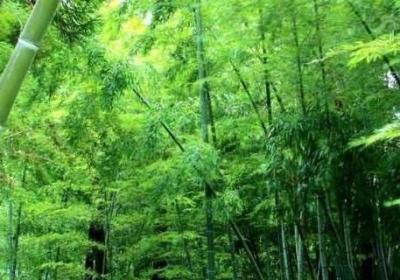 竹子象征著什么