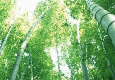 竹子代表什么象征意義