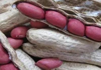 花生種子結(jié)構(gòu)