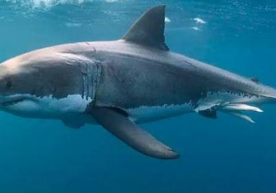 鯊魚有沒有魚鰾