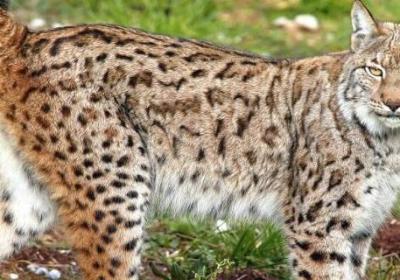 歐洲有什么動物