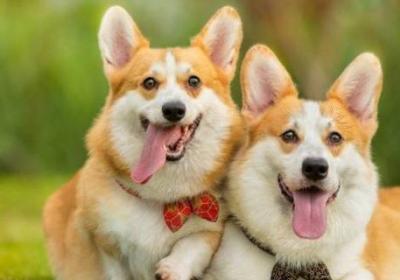 寵物能上飛機(jī)托運(yùn)嗎