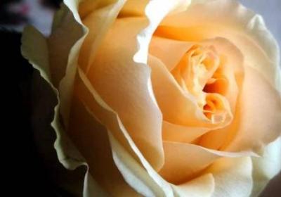 香檳玫瑰代表什么意思