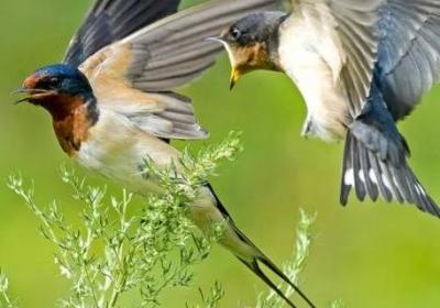 燕子有什么樣的品質