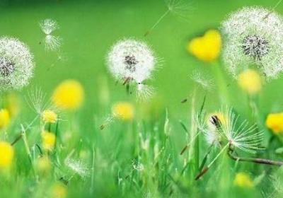 蒲公英是不是花