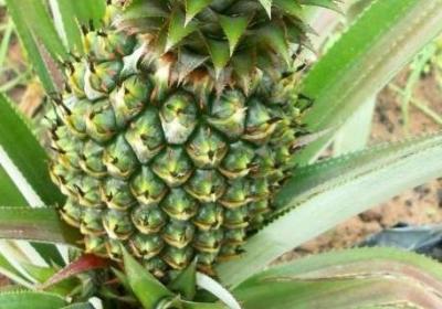 菠蘿綠色的時(shí)候可以吃嗎