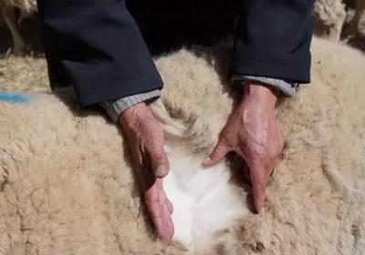 青海人的“羊系列”美食 青海羊肉美食已成為青海風味名菜