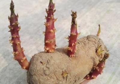 土豆發(fā)芽了還可以吃嗎？剛發(fā)芽的土豆還能吃嗎？