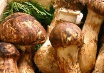 全球各地四大最頂級美食 松茸被視為食用菇中的極品美味