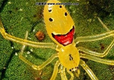 笑臉蜘蛛有毒嗎，沒有毒是最喜慶的蜘蛛