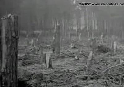 貴州空中怪車事件，3公里樹木被攔腰折斷(龍卷風經(jīng)過)