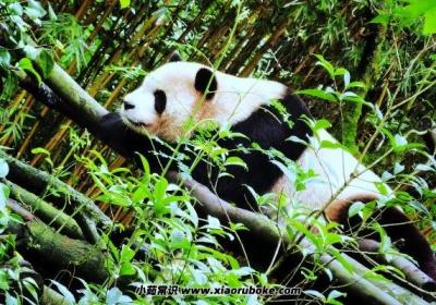 都江堰有什么好玩的旅游景點(diǎn)，都江堰旅游景點(diǎn)五大必去推薦